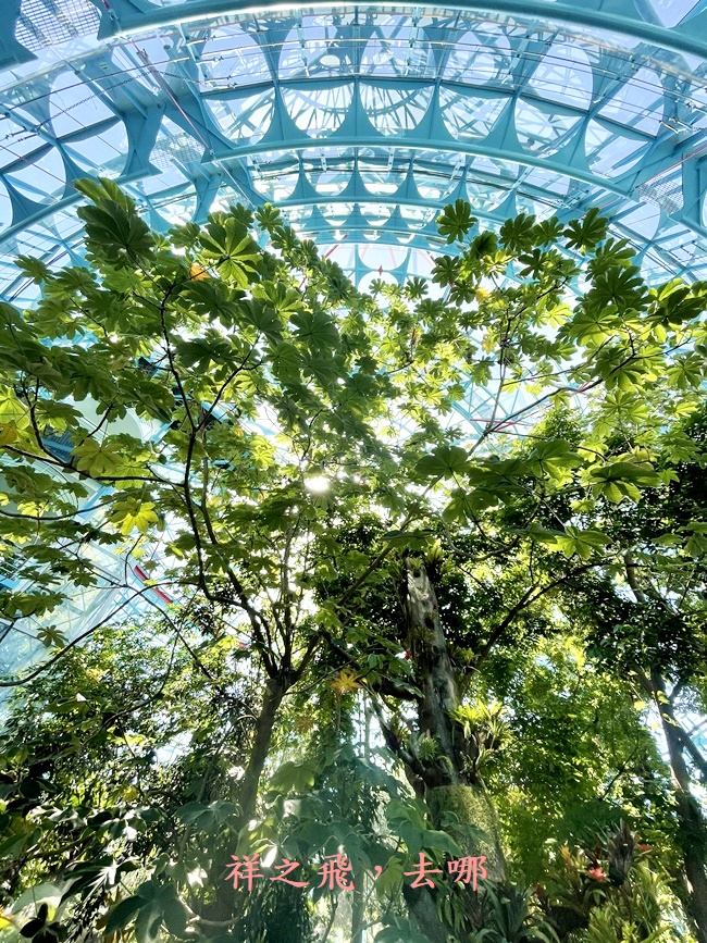 祥之飛去台中北區景點｜巨大玻璃屋的溫室植物園「國立自然科學博物館植物園」認識植物也能拍美照/室內景點/親子景點/ig打卡景點