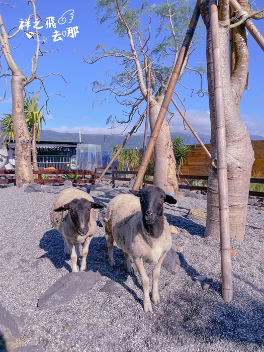 祥之飛去宜蘭礁溪景點｜最新西部荒涼沙漠農場餵黑頭羊.象龜「回巢 Homing」/戶外/農場/親子/打卡