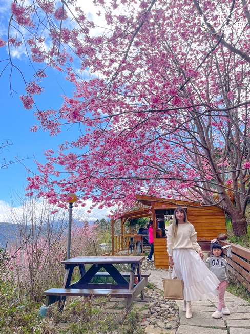 祥之飛去桃園復興景點｜2023拉拉山賞昭和櫻.最美的櫻花小木屋「拉拉山楓墅農莊」