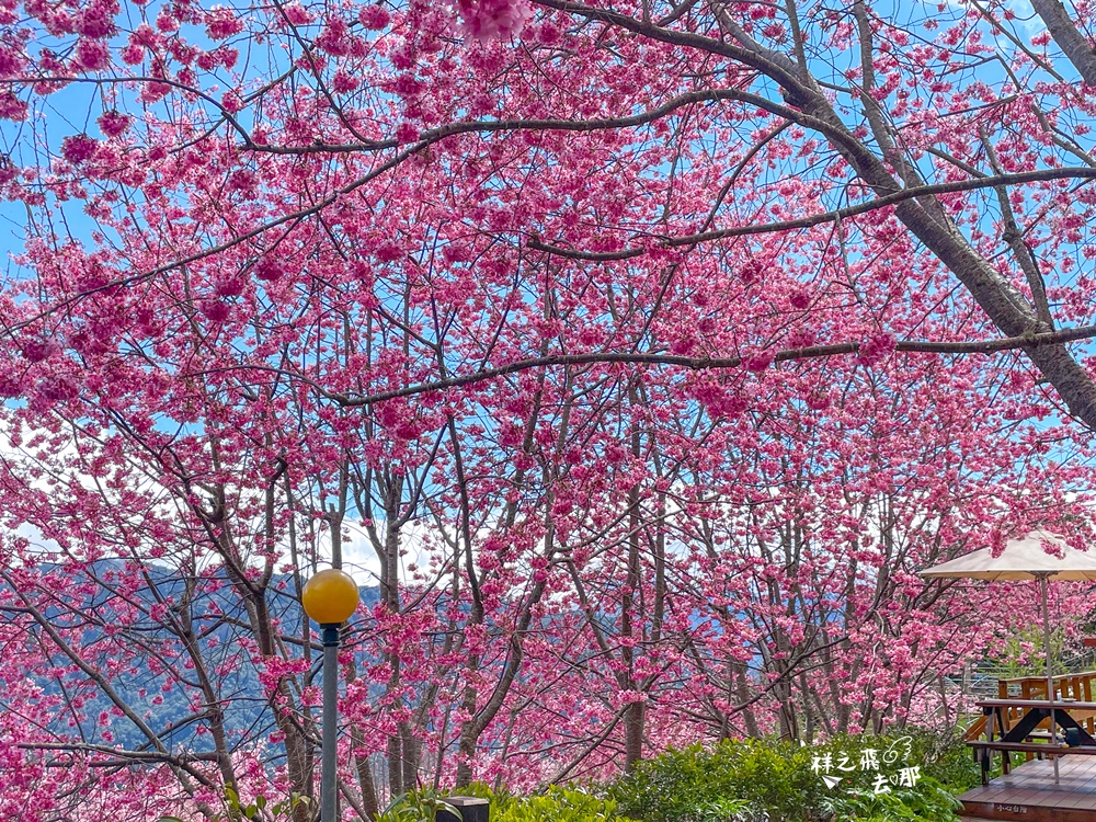祥之飛去桃園復興景點｜2023拉拉山賞昭和櫻.最美的櫻花小木屋「拉拉山楓墅農莊」