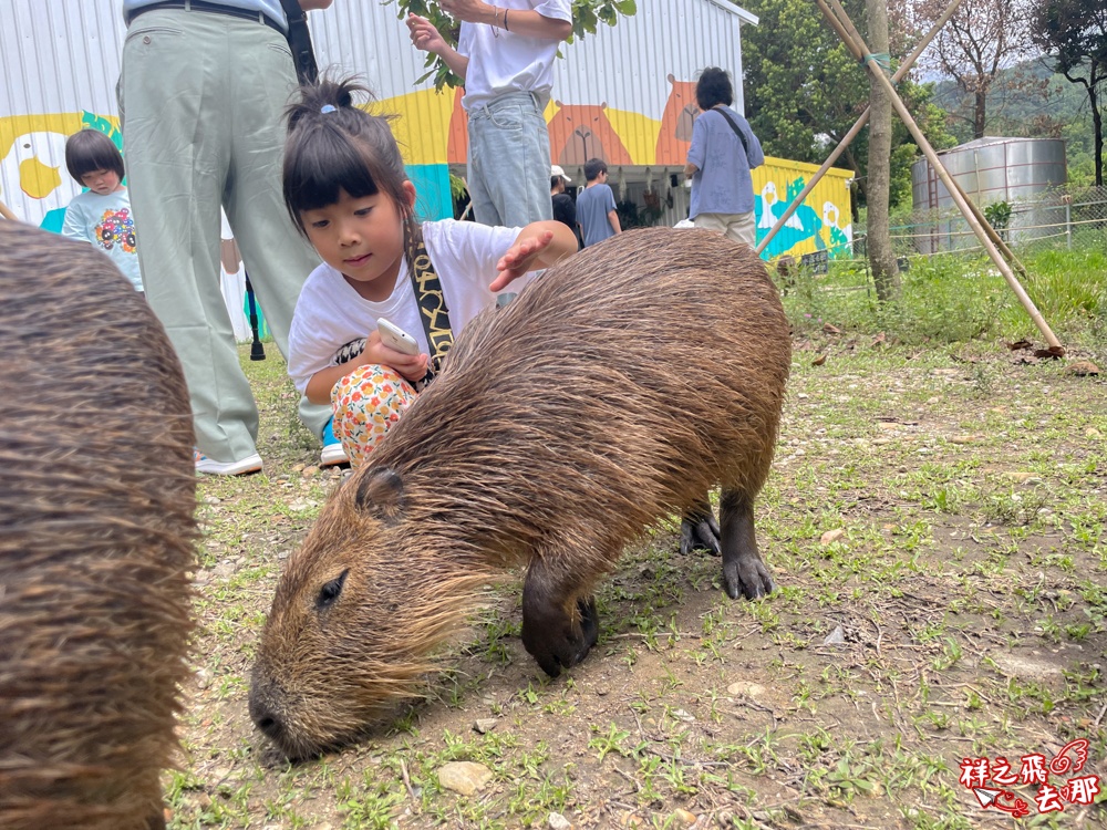 祥之飛去南投埔里景點｜享日咖啡水豚君陪喝咖啡.南投最新親子打卡咖啡廳.開箱、交通資訊、用餐體驗分享