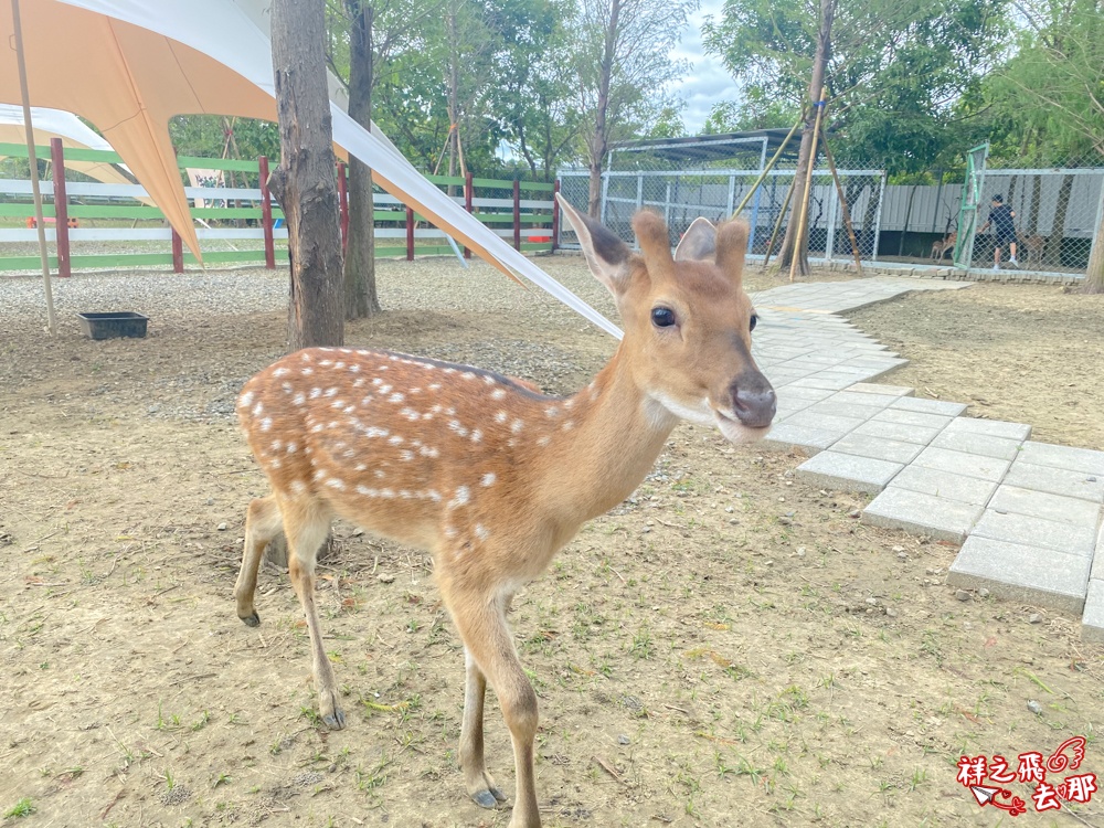 祥之飛去嘉義中埔景點｜全新親子樂園景點「萌寵村親子樂園」暢玩人力遊樂設施.萌寵動物互動