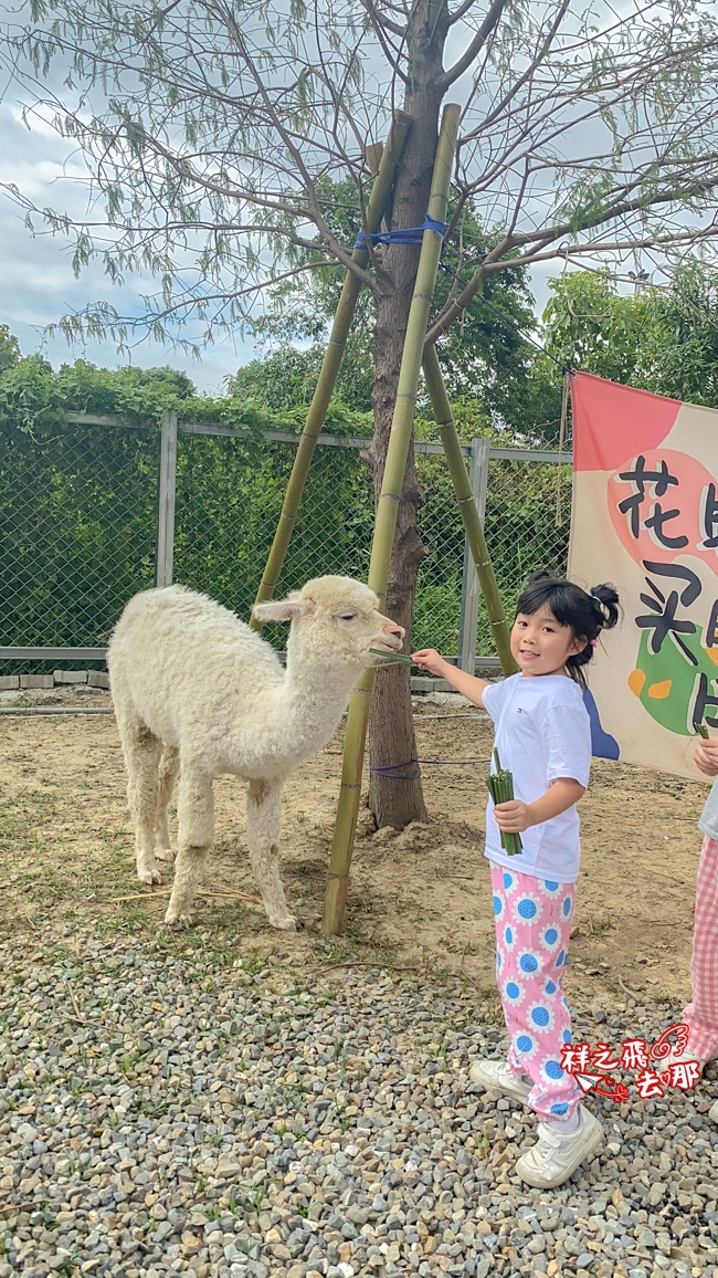 祥之飛去嘉義中埔景點｜全新親子樂園景點「萌寵村親子樂園」暢玩人力遊樂設施.萌寵動物互動