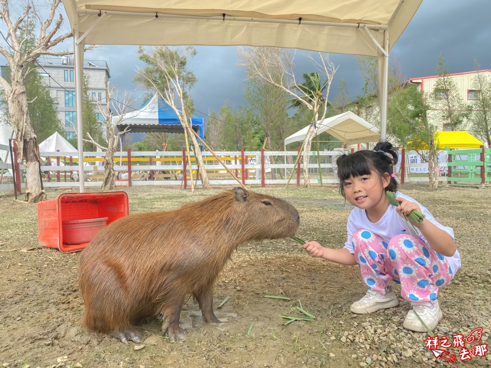 祥之飛去嘉義中埔景點｜全新親子樂園景點「萌寵村親子樂園」暢玩人力遊樂設施.萌寵動物互動