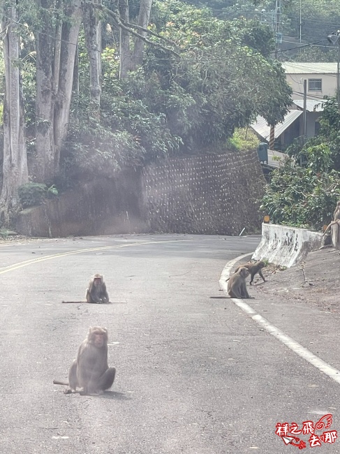 祥之飛去台南南化景點｜全台唯一野生猴互動景點！烏山獼猴保護園區.免費親子景點推薦