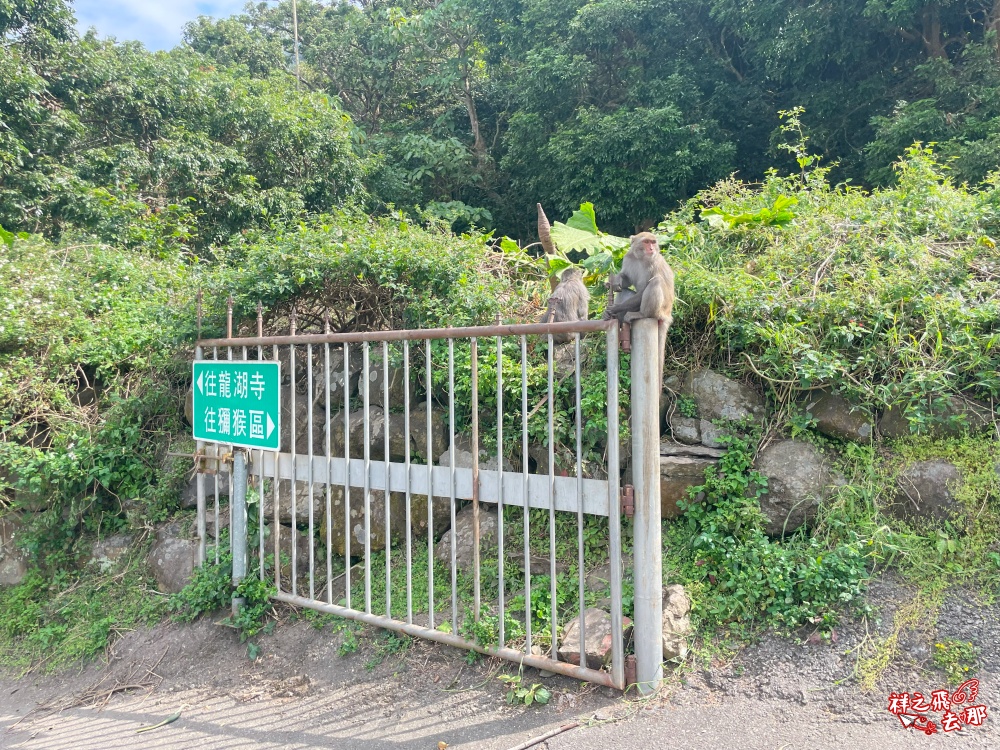 祥之飛去台南南化景點｜全台唯一野生猴互動景點！烏山獼猴保護園區.免費親子景點推薦