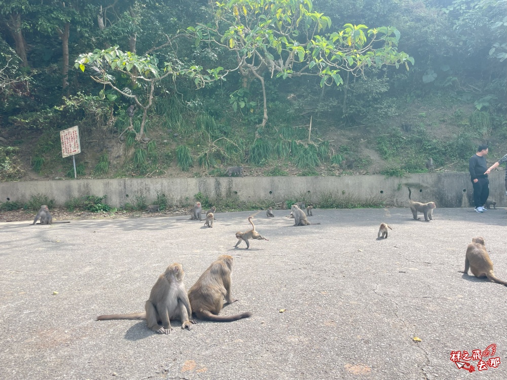 祥之飛去台南南化景點｜全台唯一野生猴互動景點！烏山獼猴保護園區.免費親子景點推薦