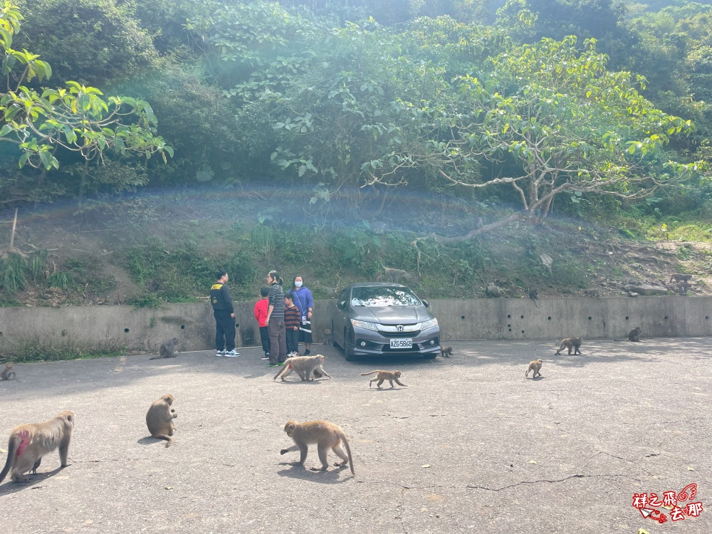 祥之飛去台南南化景點｜全台唯一野生猴互動景點！烏山獼猴保護園區.免費親子景點推薦
