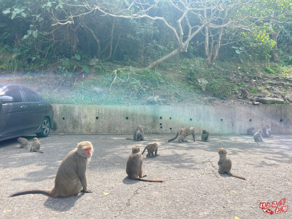 祥之飛去台南南化景點｜全台唯一野生猴互動景點！烏山獼猴保護園區.免費親子景點推薦