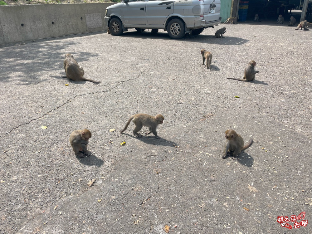 祥之飛去台南南化景點｜全台唯一野生猴互動景點！烏山獼猴保護園區.免費親子景點推薦