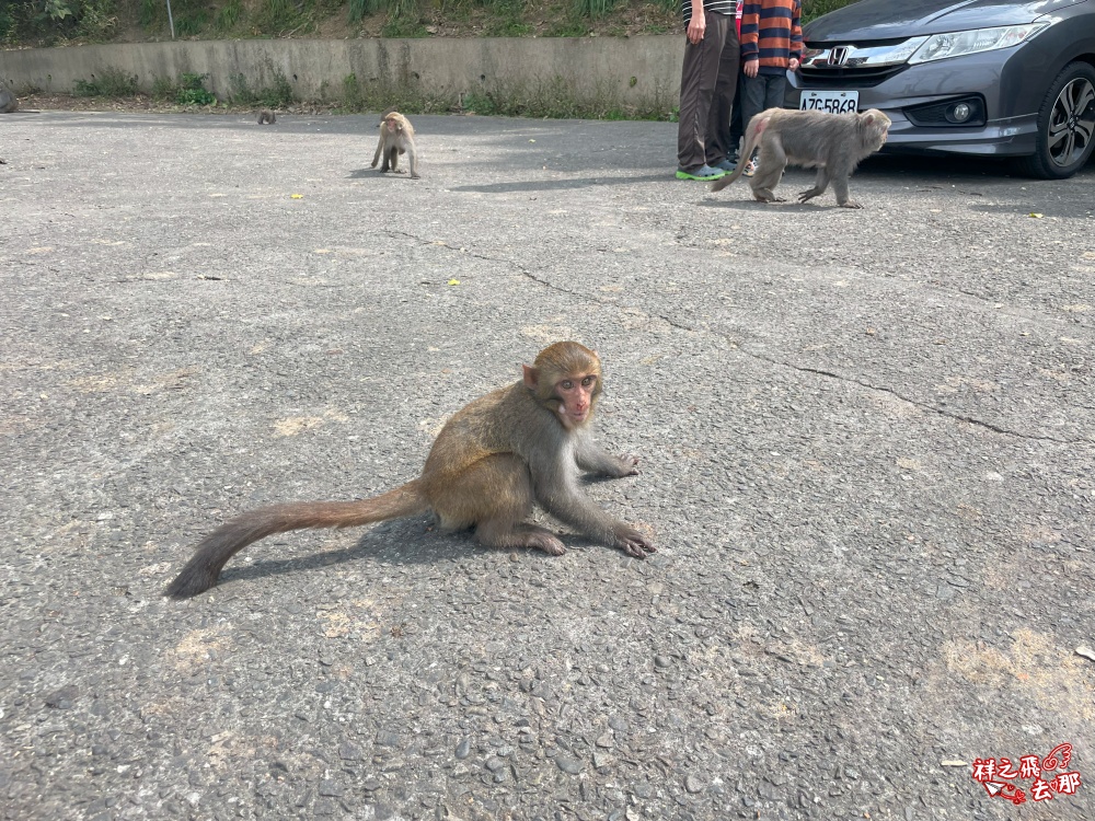 祥之飛去台南南化景點｜全台唯一野生猴互動景點！烏山獼猴保護園區.免費親子景點推薦