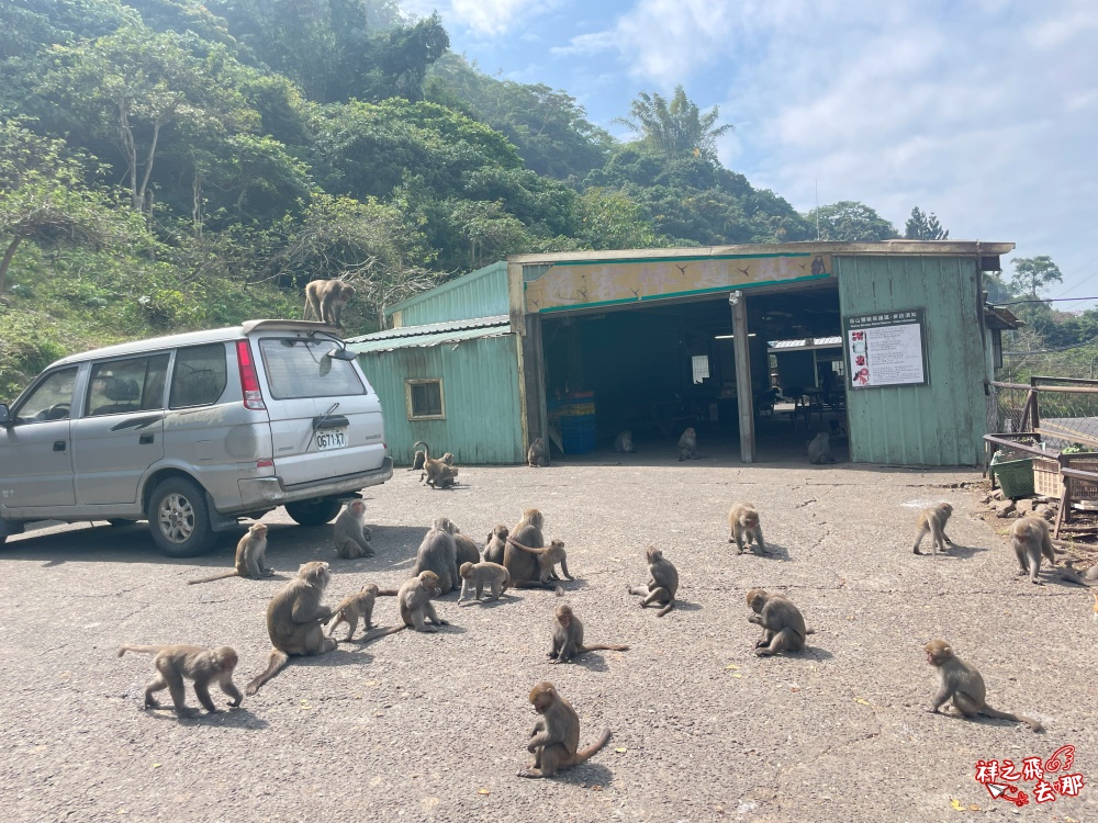 祥之飛去台南南化景點｜全台唯一野生猴互動景點！烏山獼猴保護園區.免費親子景點推薦