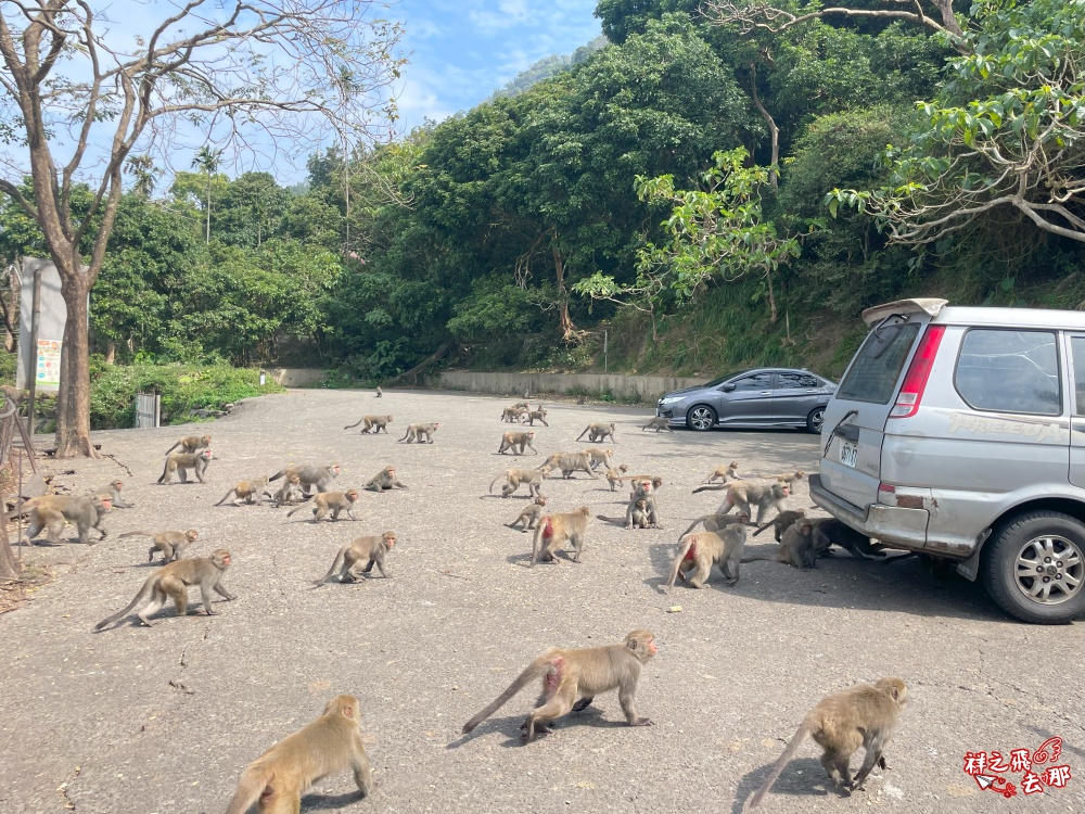 祥之飛去台南南化景點｜全台唯一野生猴互動景點！烏山獼猴保護園區.免費親子景點推薦