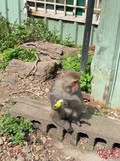 祥之飛去台南南化景點｜全台唯一野生猴互動景點！烏山獼猴保護園區.免費親子景點推薦