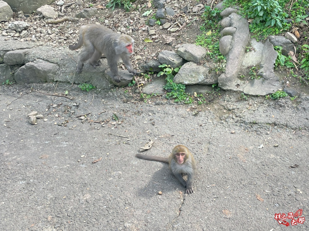 祥之飛去台南南化景點｜全台唯一野生猴互動景點！烏山獼猴保護園區.免費親子景點推薦
