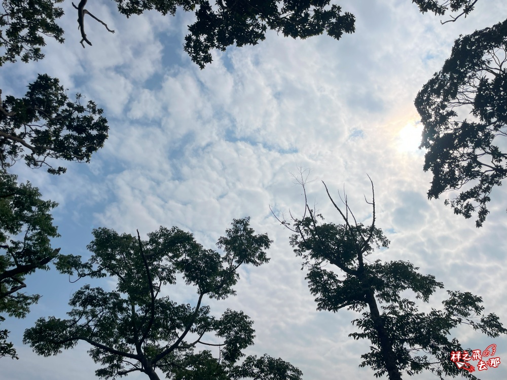 祥之飛去台南白河景點｜藏身在台南白河關仔嶺的山上，全新開幕的「雨露森林景觀咖啡廳」