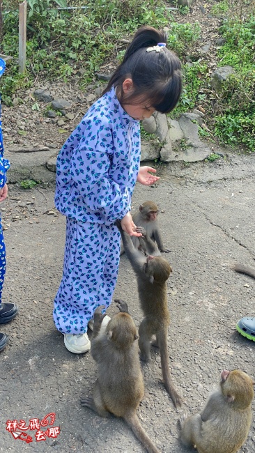 祥之飛去台南南化景點｜全台唯一野生猴互動景點！烏山獼猴保護園區.免費親子景點推薦