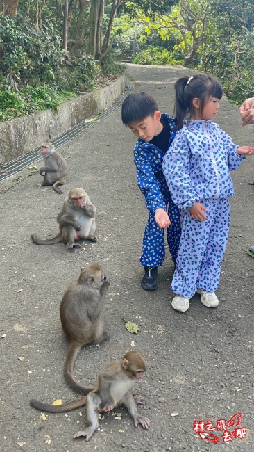 祥之飛去台南南化景點｜全台唯一野生猴互動景點！烏山獼猴保護園區.免費親子景點推薦