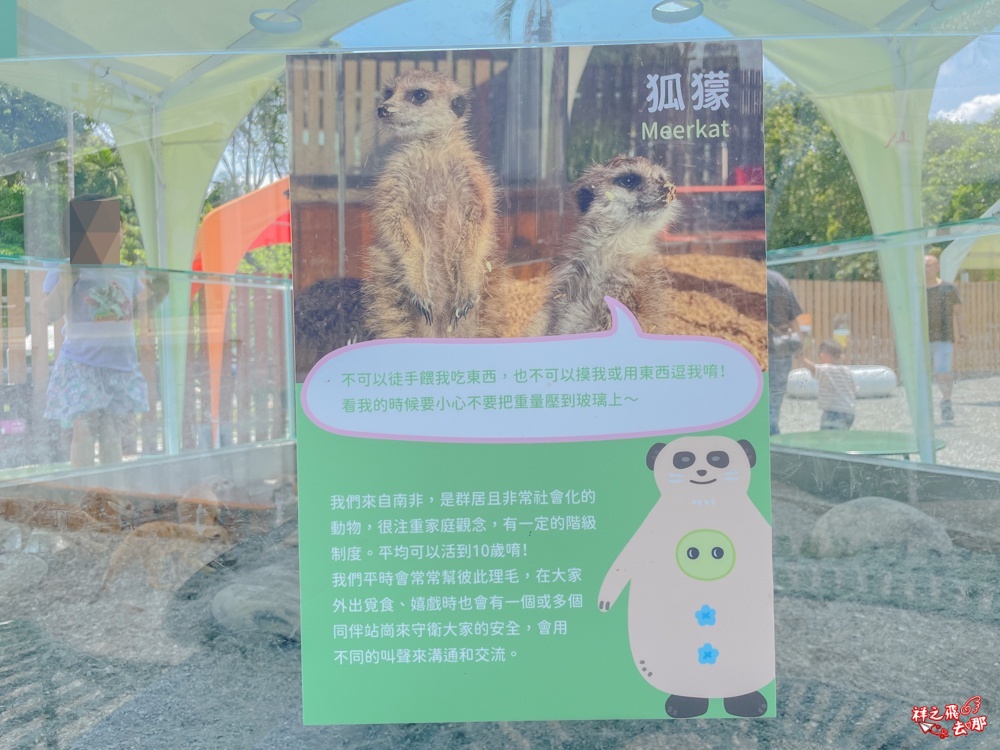 祥之飛去新北石碇景點｜萌萌森林物語親子餵食黑鼻羊、水豚君、狐獴、羊駝全攻略｜台北小型牧場推薦！