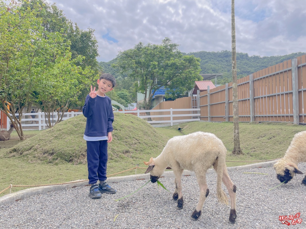 祥之飛去新北石碇景點｜萌萌森林物語親子餵食黑鼻羊、水豚君、狐獴、羊駝全攻略｜台北小型牧場推薦！