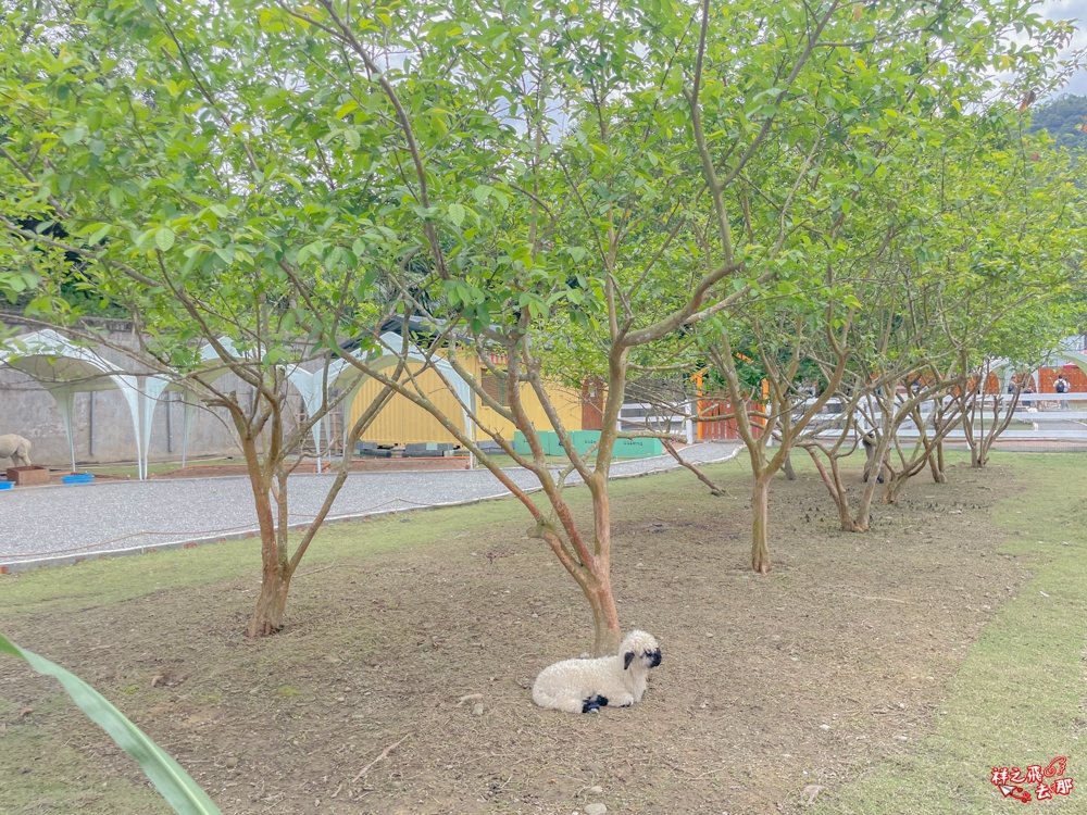 祥之飛去新北石碇景點｜萌萌森林物語親子餵食黑鼻羊、水豚君、狐獴、羊駝全攻略｜台北小型牧場推薦！