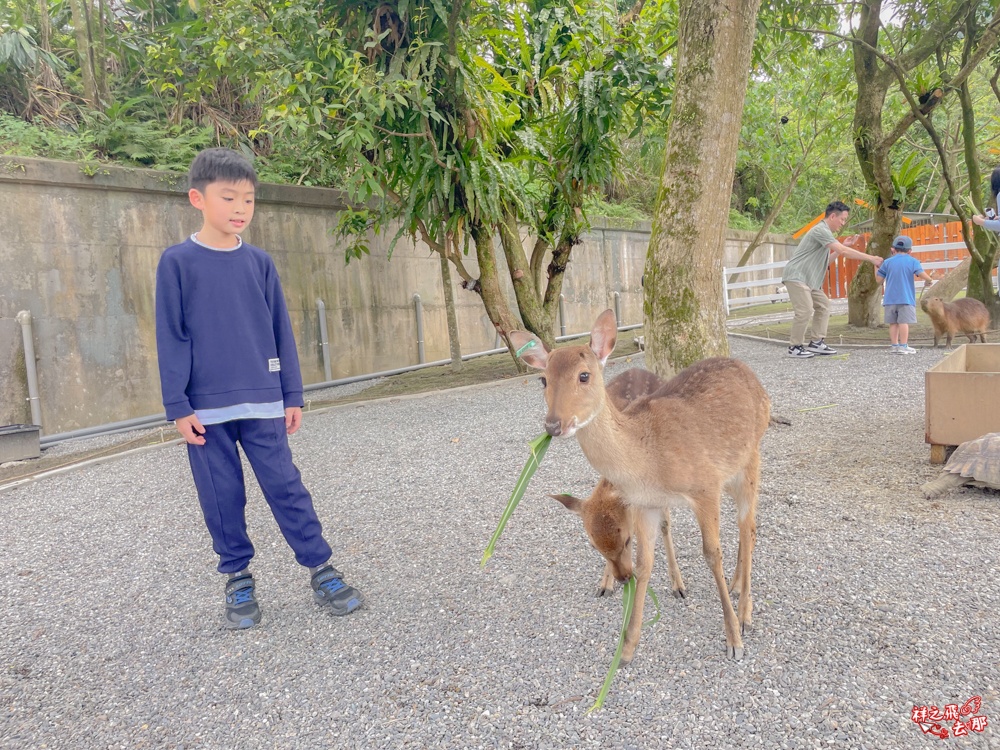 祥之飛去新北石碇景點｜萌萌森林物語親子餵食黑鼻羊、水豚君、狐獴、羊駝全攻略｜台北小型牧場推薦！