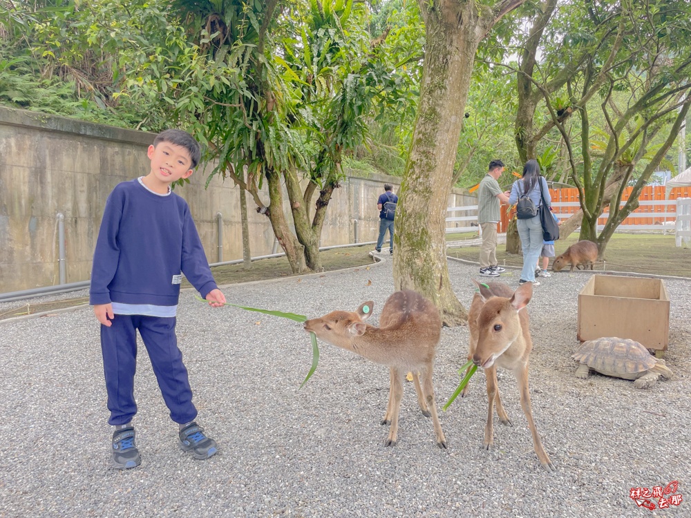 祥之飛去新北石碇景點｜萌萌森林物語親子餵食黑鼻羊、水豚君、狐獴、羊駝全攻略｜台北小型牧場推薦！