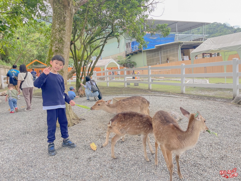 祥之飛去新北石碇景點｜萌萌森林物語親子餵食黑鼻羊、水豚君、狐獴、羊駝全攻略｜台北小型牧場推薦！