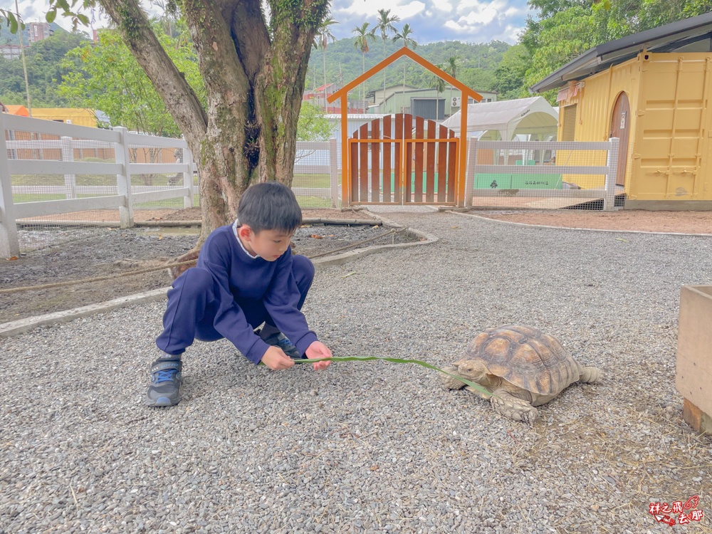 祥之飛去新北石碇景點｜萌萌森林物語親子餵食黑鼻羊、水豚君、狐獴、羊駝全攻略｜台北小型牧場推薦！