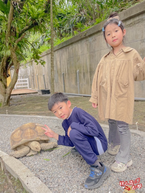 祥之飛去新北石碇景點｜萌萌森林物語親子餵食黑鼻羊、水豚君、狐獴、羊駝全攻略｜台北小型牧場推薦！