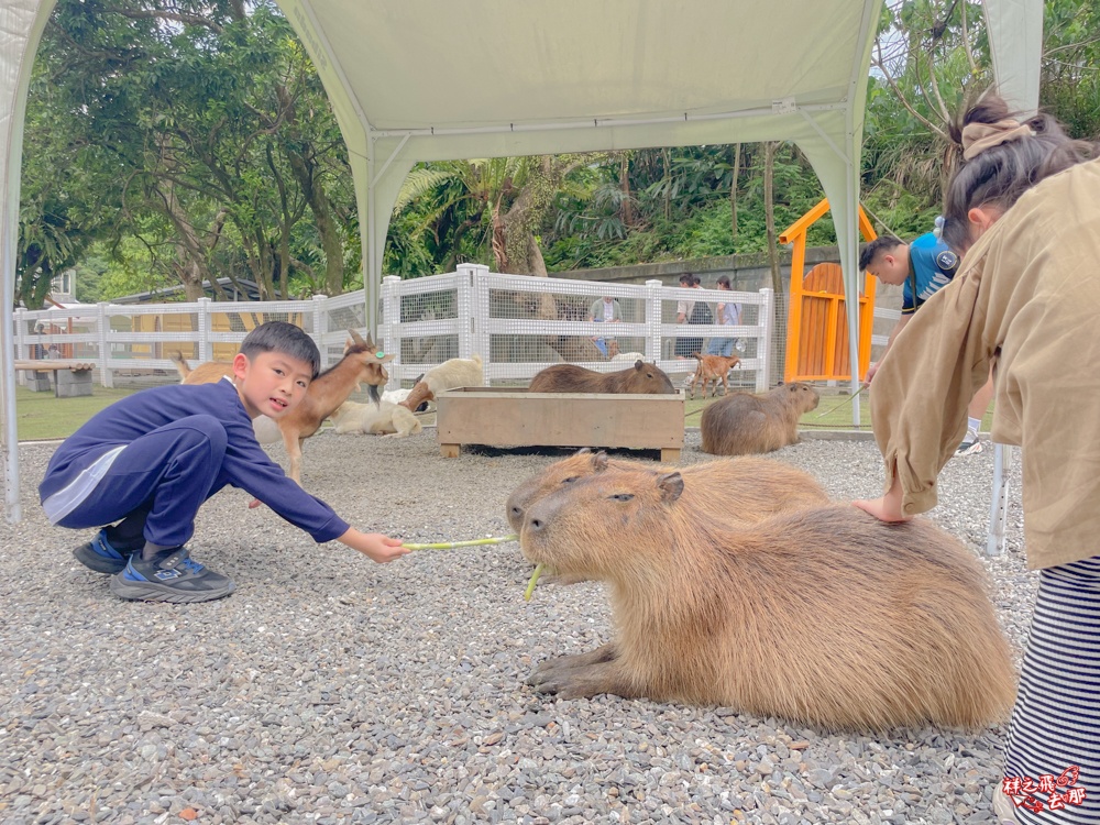 祥之飛去新北石碇景點｜萌萌森林物語親子餵食黑鼻羊、水豚君、狐獴、羊駝全攻略｜台北小型牧場推薦！