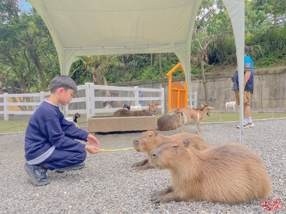 祥之飛去新北石碇景點｜萌萌森林物語親子餵食黑鼻羊、水豚君、狐獴、羊駝全攻略｜台北小型牧場推薦！