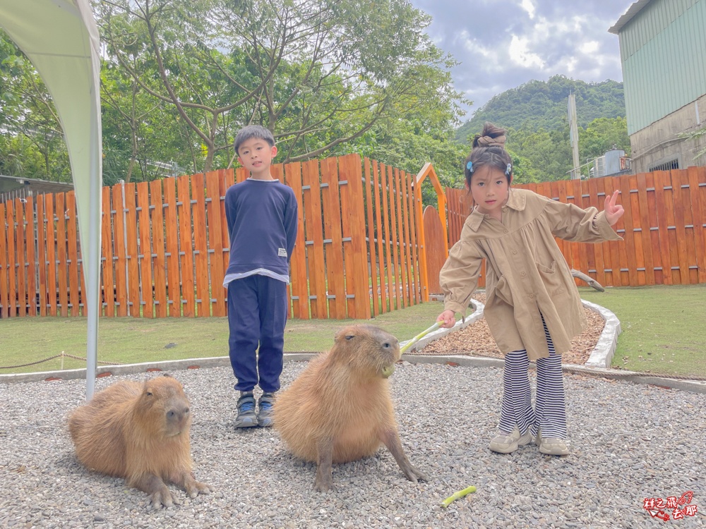 祥之飛去新北石碇景點｜萌萌森林物語親子餵食黑鼻羊、水豚君、狐獴、羊駝全攻略｜台北小型牧場推薦！