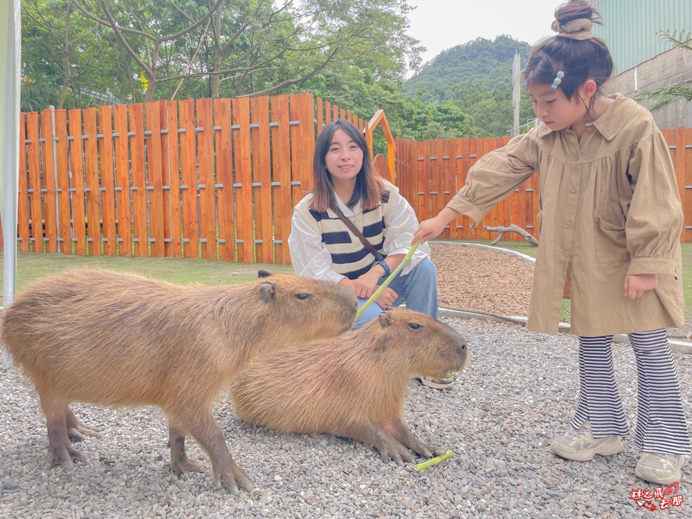 祥之飛去新北石碇景點｜萌萌森林物語親子餵食黑鼻羊、水豚君、狐獴、羊駝全攻略｜台北小型牧場推薦！