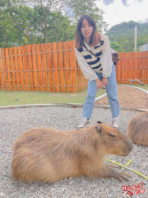 祥之飛去新北石碇景點｜萌萌森林物語親子餵食黑鼻羊、水豚君、狐獴、羊駝全攻略｜台北小型牧場推薦！