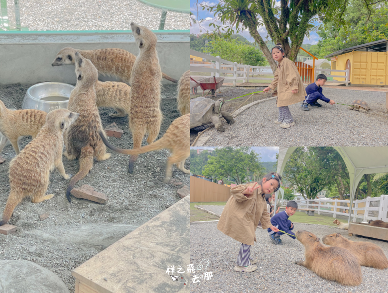 祥之飛去新北石碇景點｜萌萌森林物語親子餵食黑鼻羊、水豚君、狐獴、羊駝全攻略｜台北小型牧場推薦！