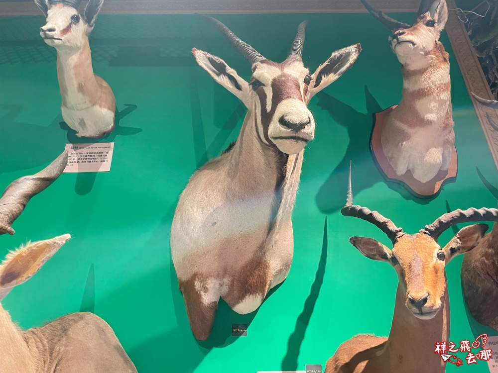 祥之飛去屏東恆春景點｜獅子住裡面.屏鵝公路旁的非洲大型動物標本館.墾丁親子旅遊推薦