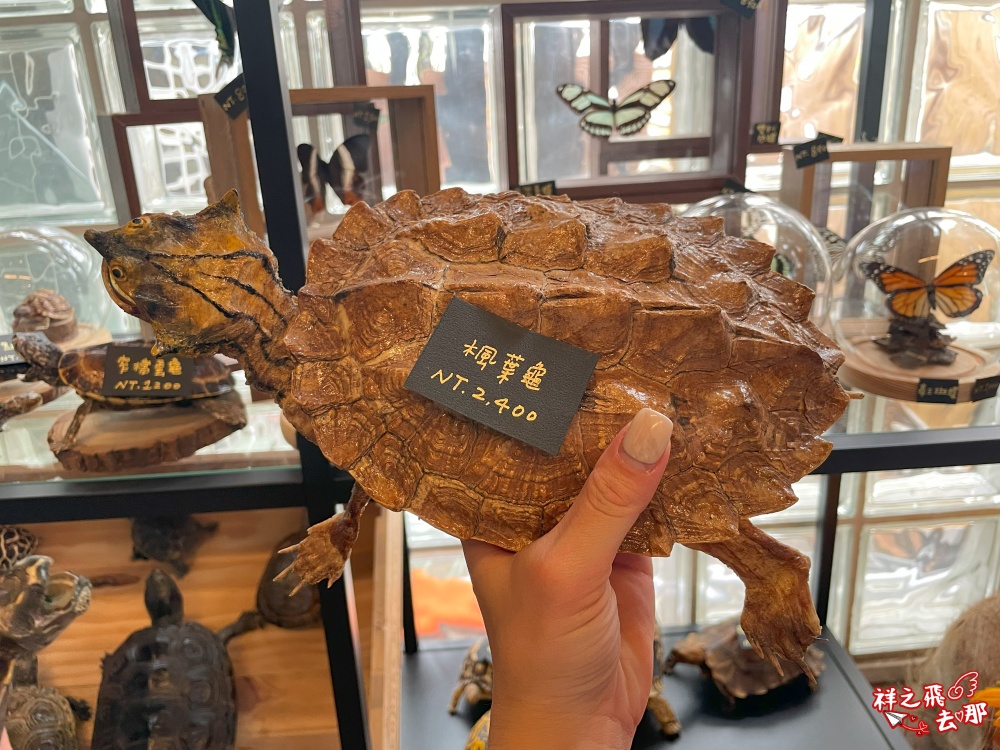 祥之飛去屏東恆春景點｜獅子住裡面.屏鵝公路旁的非洲大型動物標本館.墾丁親子旅遊推薦